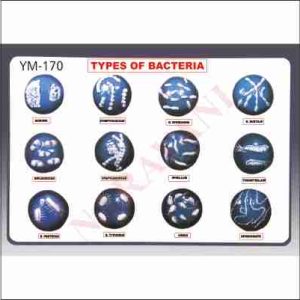 BACTERIA