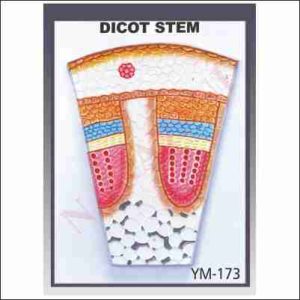 DICOT STEM