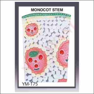 MONOCOT STEM