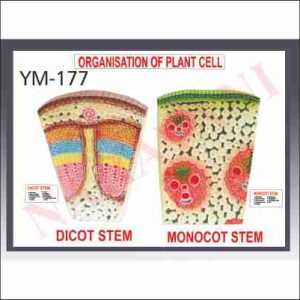 DICOT AND MONOCOT STEM