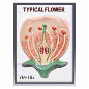 TYPICAL FLOWER