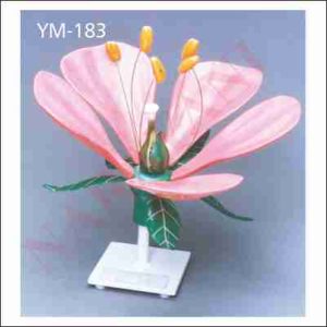 DICOT FLOWER MODEL