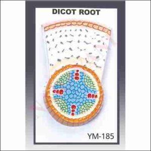 DICOT ROOT