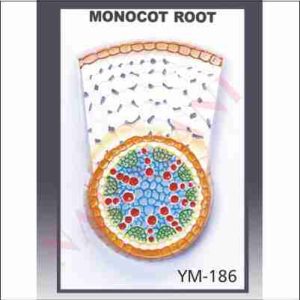 MONOCOT ROOT