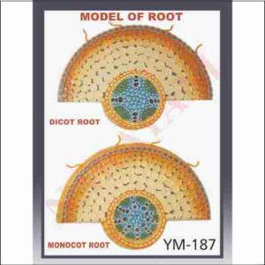DICOT AND MONOCOT ROOT