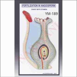 FERTILIZATION IN ANGIOSPERM