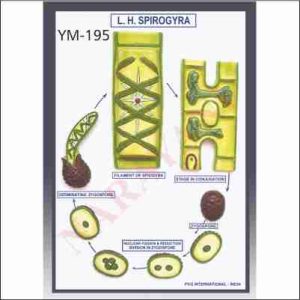 LIFE HISTORY OF SPIROGYRA
