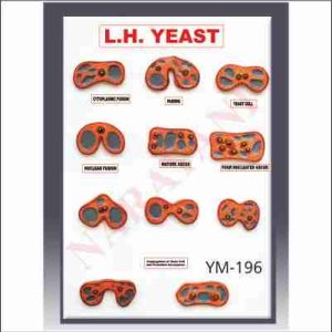 YEAST REPRODUCTION MODEL