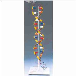 DNA MODEL