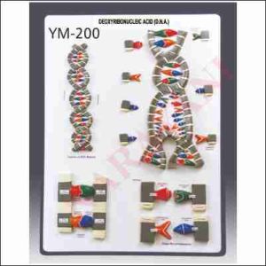 DNA MODEL