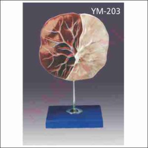HUMAN PLACENTA MODEL