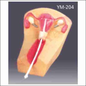 IUD TRANING MODEL