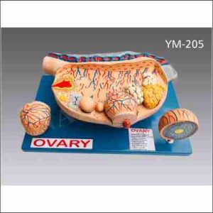 MODEL OF OVARY