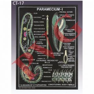 PROTOZOA