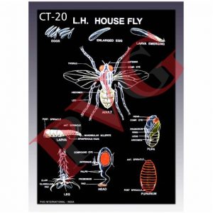 ARTHROPODA