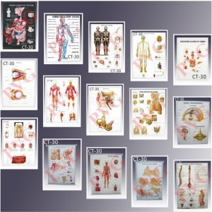 HUMAN ANATOMY