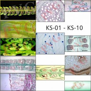 BACTERIA