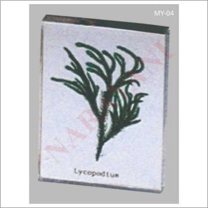 BOTANICAL MOUNTS
