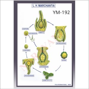 LIFE HISTORY OF MARCHANTI