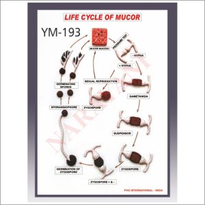 LIFE HISTORY OF MUCOR