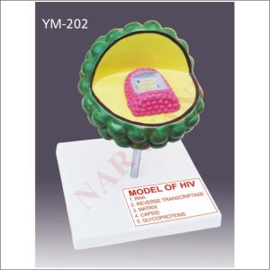 ODEL OF HUMAN IMMUNO DEFICIENCY VIRUS