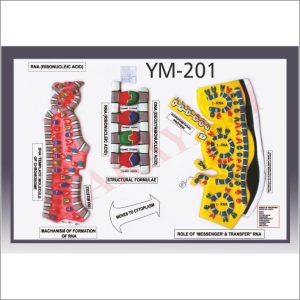 RNA MODEL