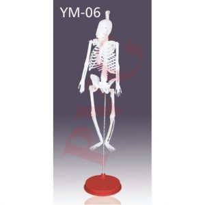 MINI HUMAN SKELETON