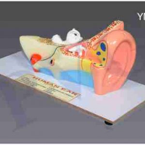 YM-158  HUMAN EAR
